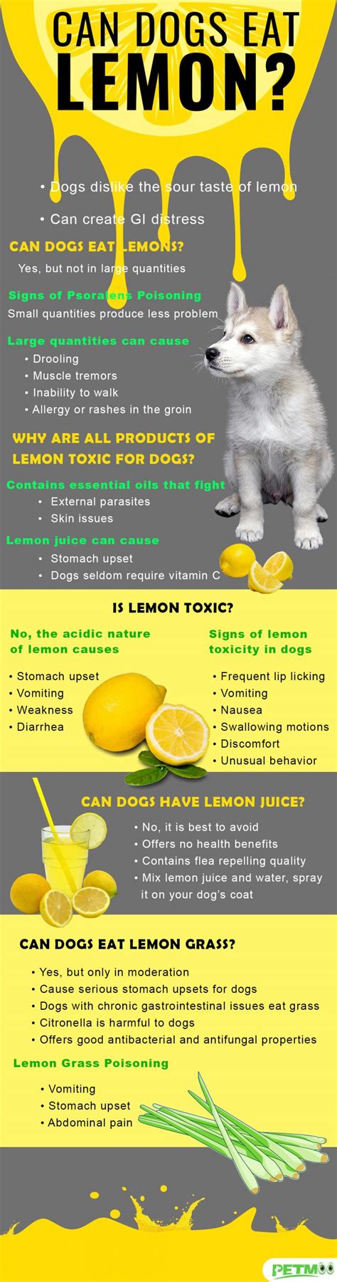 Can Dogs Have Lemon Juice? Top Ways That It Can Help ...